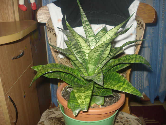 21.01.2015 - flori - Sansevieria trifasciata -sabiuta pitica