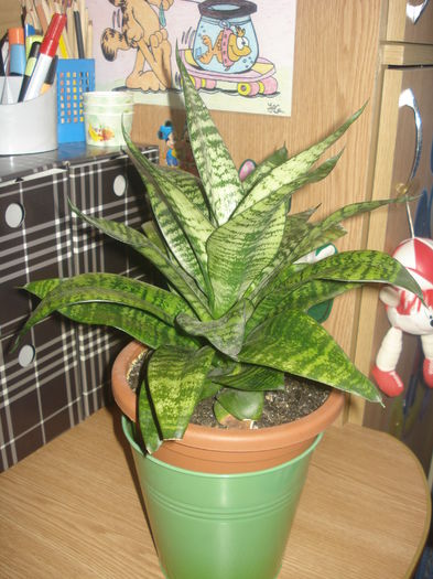 21.01.2015 - flori - Sansevieria trifasciata -sabiuta pitica