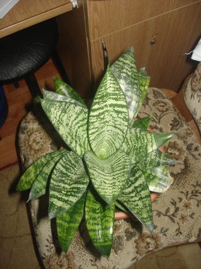 21.01.2015 - flori - Sansevieria trifasciata -sabiuta pitica