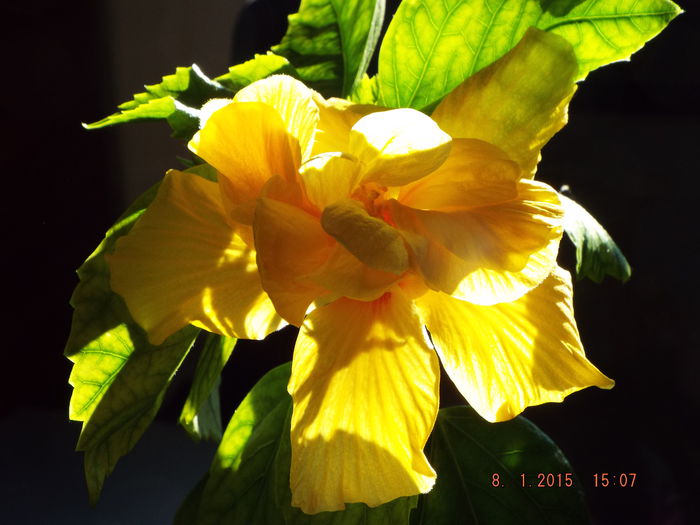 DSCF7402 - flori 2015