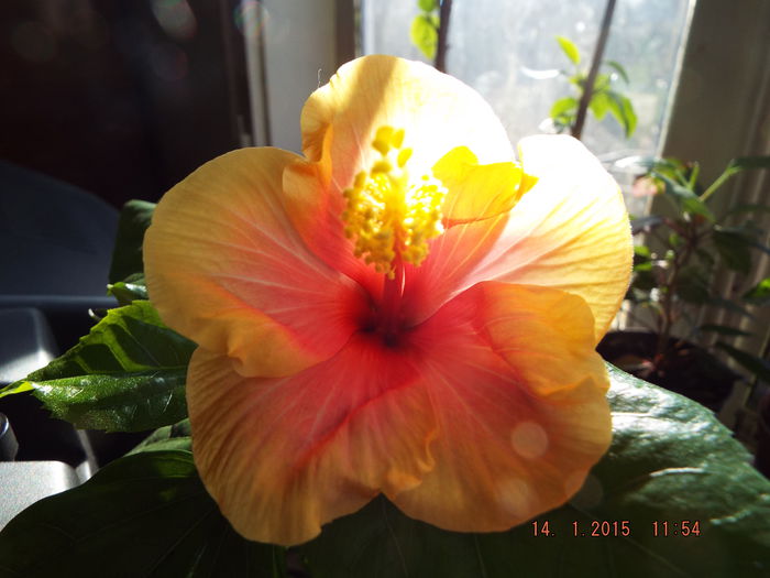 DSCF7568 - flori 2015