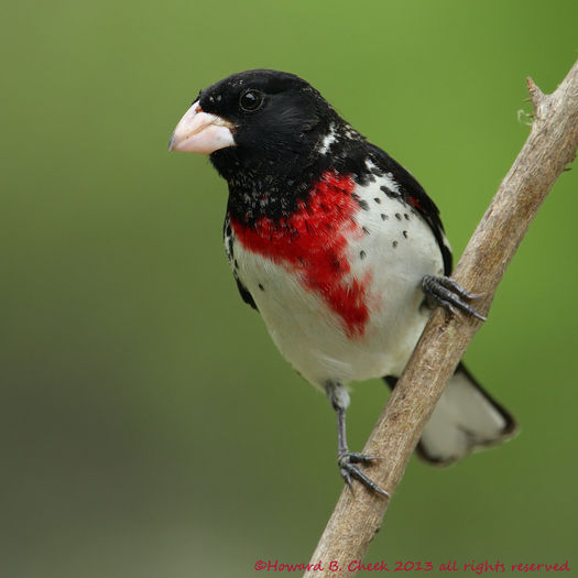 Pheucticus ludovicianus