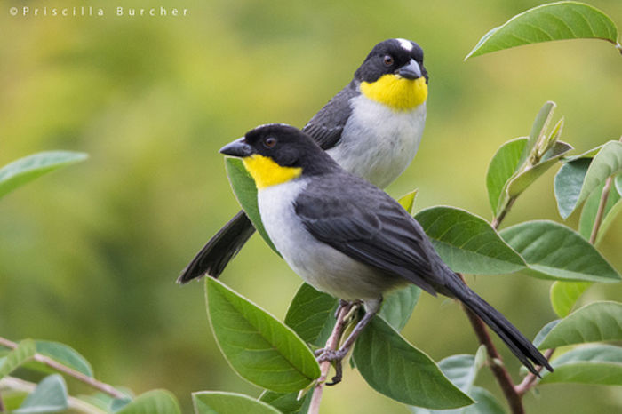 Atlapetes albinucha gutturalis