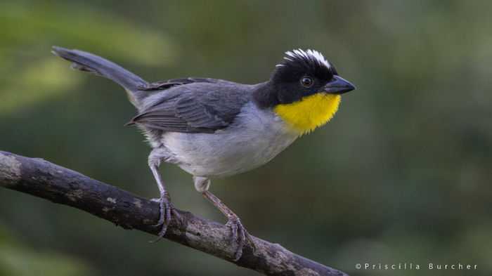 Atlapetes albinucha gutturalis
