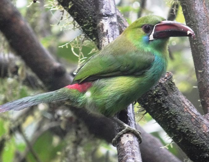 Aulacorhynchus haematopygus