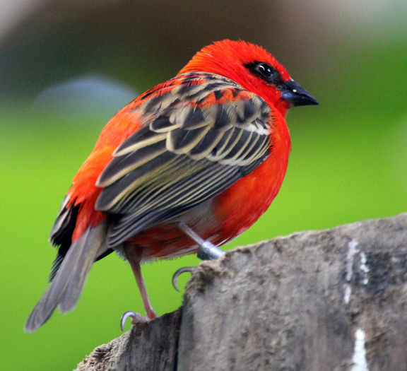 Foudia madagascariensis