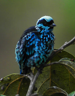 Tangara nigroviridis