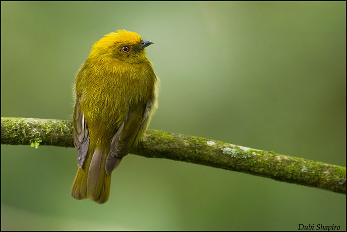 Xenopipo flavicapilla