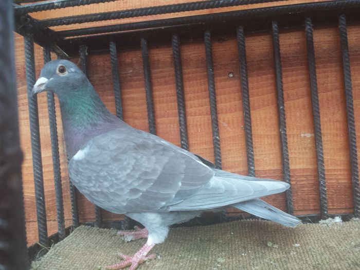 20150119_112432 - E-Amintiri