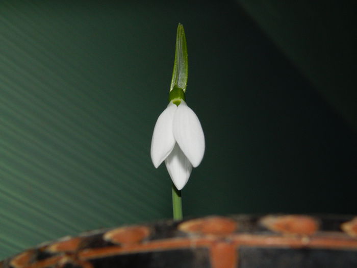 DSCN7629 - 2015_IANUARIE_ALBUM SPECIAL