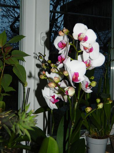 DSCN7649 - 2015_IANUARIE_ALBUM SPECIAL