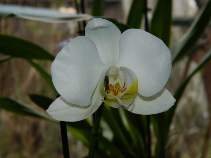 DSCN7653 - 2015_IANUARIE_ALBUM SPECIAL