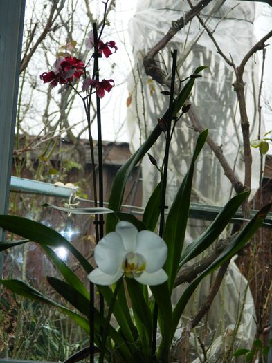 DSCN7661 - 2015_IANUARIE_ALBUM SPECIAL