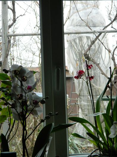 DSCN7670 - 2015_IANUARIE_ALBUM SPECIAL