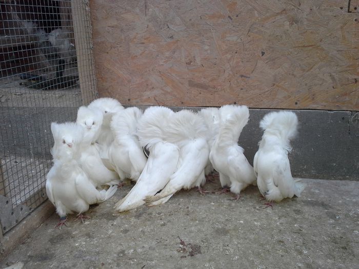 gulerati albi 18 ian15 011