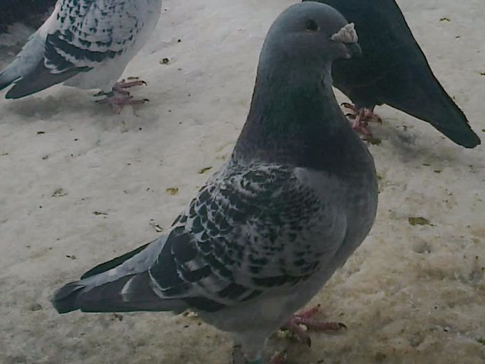 Fotografie0397_001 - amintiri