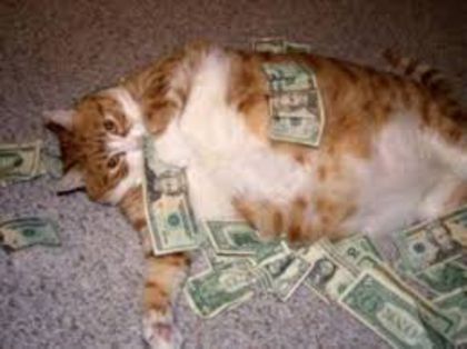 I love money - animale