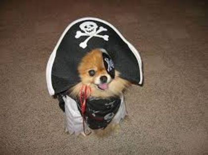 Arrr!