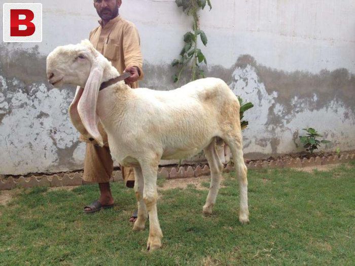 Karachi tap cu niste urechi mamaaaa - Rase de oi si capre-Poze deosebite-5
