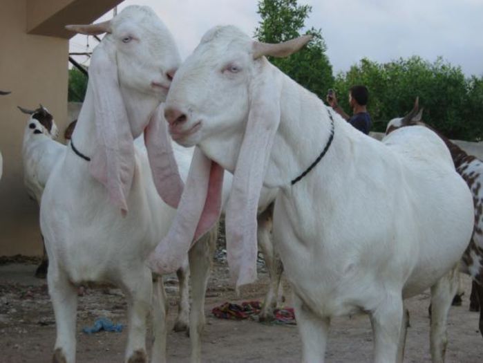 Sindh Desi capre din India-2