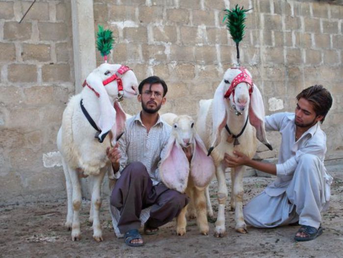 Tapi Karachi la o sarbatoare Kurban