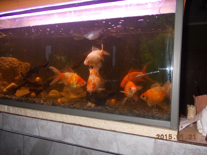 DSCN1099 - PESTISORII MEI