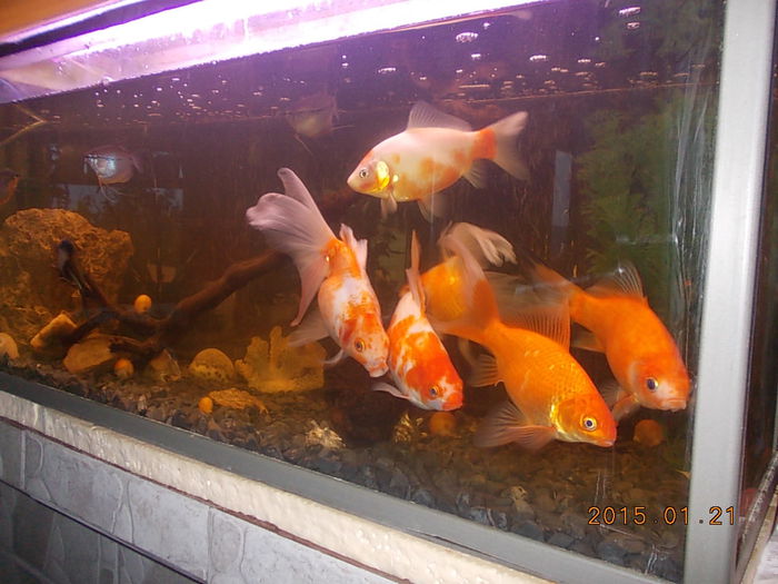 DSCN1100 - PESTISORII MEI