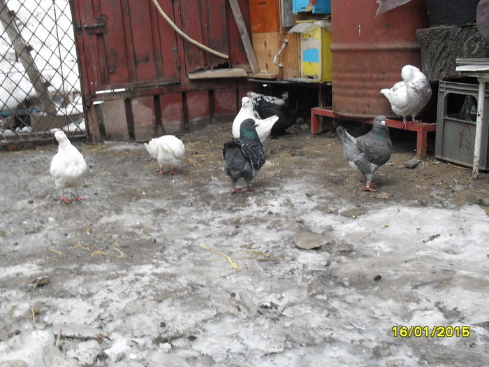 SDC13643 - pasari si porumbei ce detin in prezent