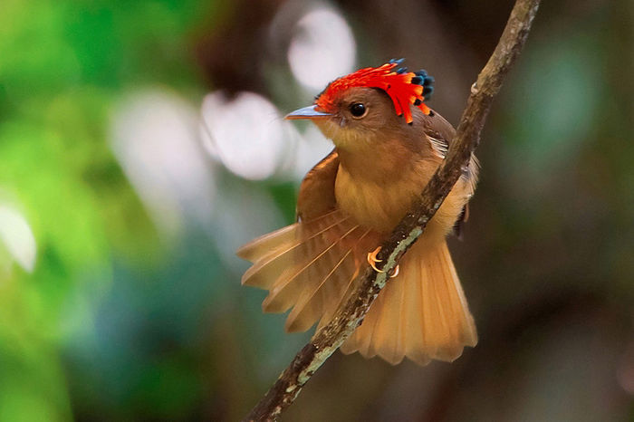 Onychorhynchus coronatus