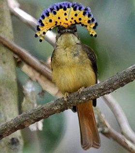 Onychorhynchus coronatus