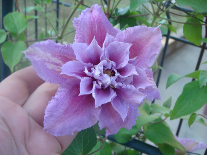 Piilu 2014-05-20 (2)