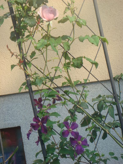 Polish Spirit si Nahema 13 iunie 2014