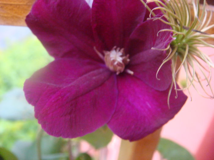 Rouge Cardinal 25 iunie 2014 (2)