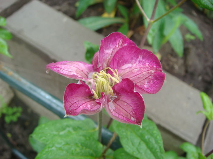 Ville de Lyon 2014-05-10