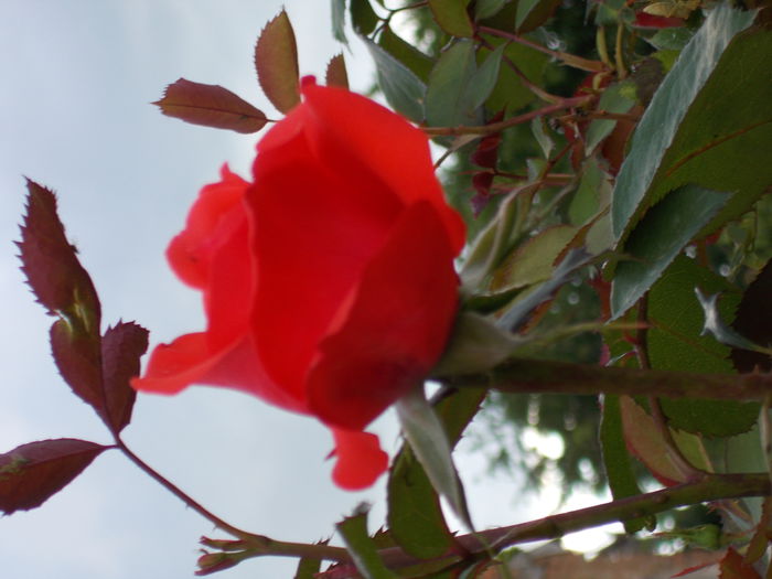 DSCN0704trandafir urcator - florile mele 2014