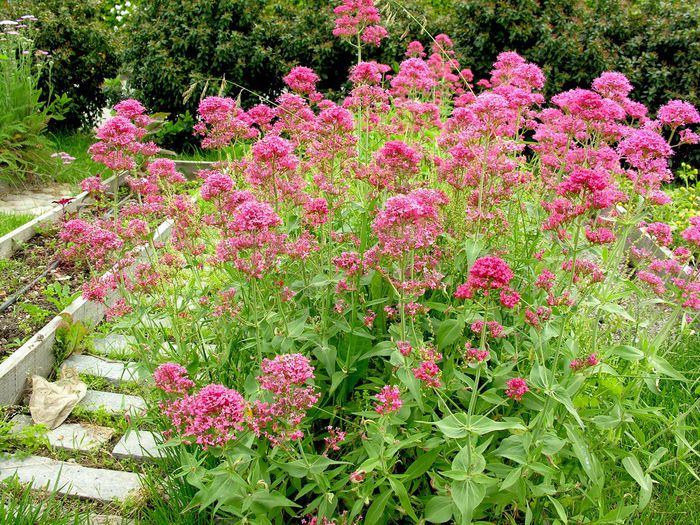 Valeriana rosie-Centranthus ruber. - De vanzare seminte -legume-mirodenii-flori-arbori