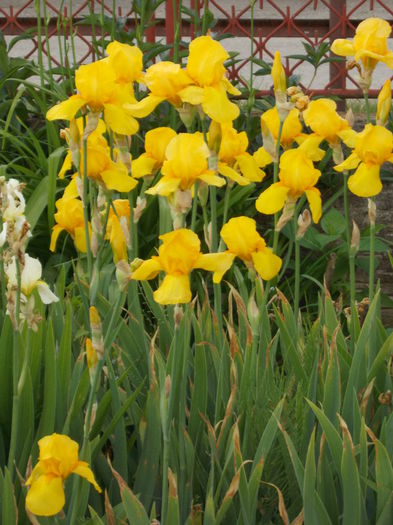 DSCN0711  Irisi - florile mele 2014