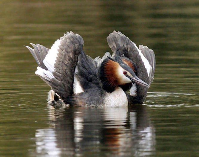 Podiceps cristatus - frumuseti cu aripi