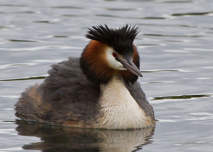 Podiceps cristatus - frumuseti cu aripi