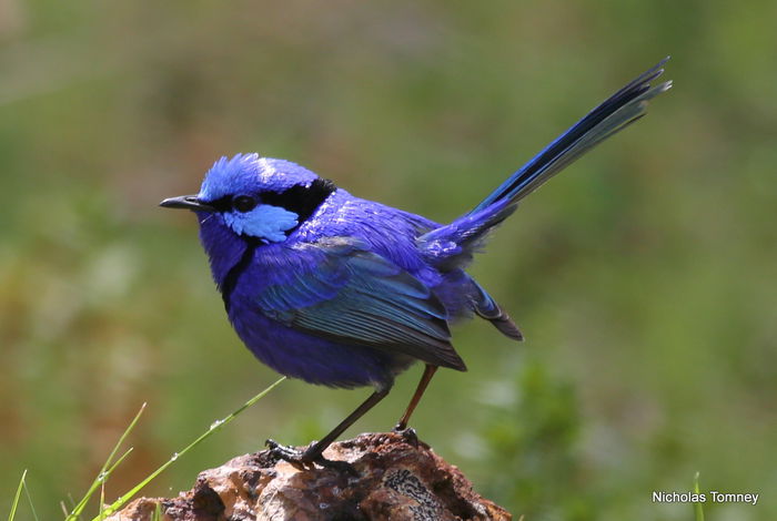 Malurus splendens - frumuseti cu aripi