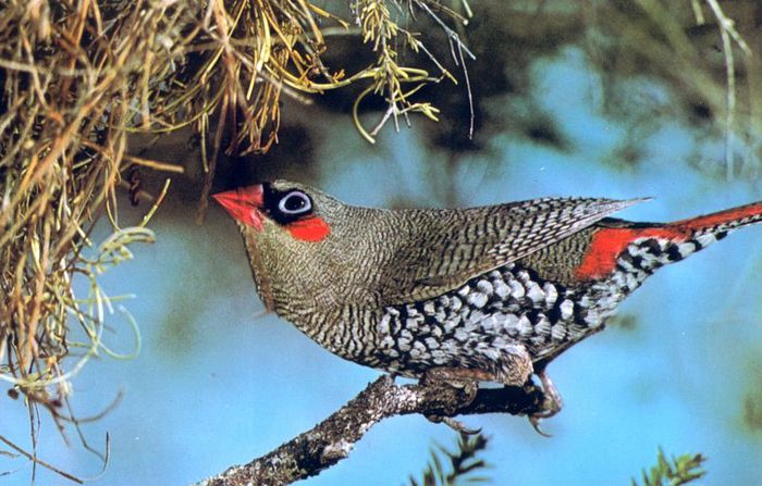 Stagonopleura oculata - frumuseti cu aripi