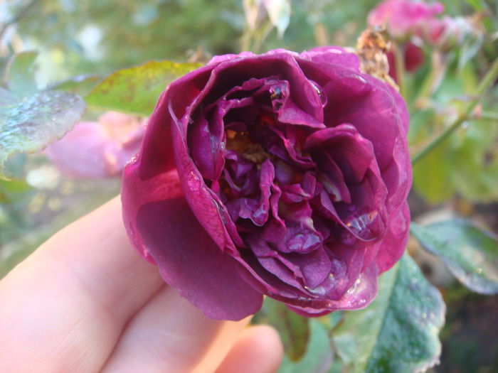 2014-10-25 Munstead Wood - Trandafiri