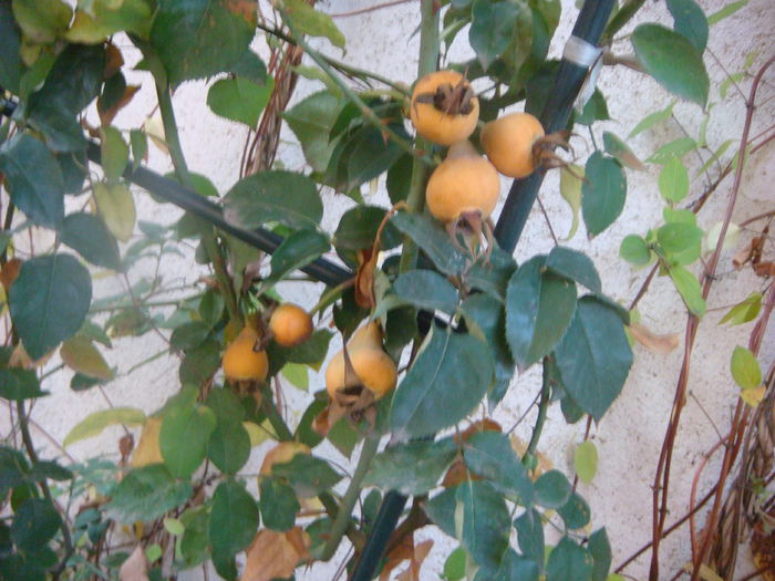 2014-10-29 Mme Gregoire Staechelin macese