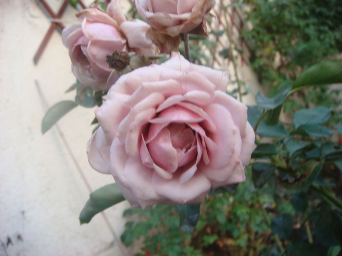 Bonica 2014-10-29 (4)