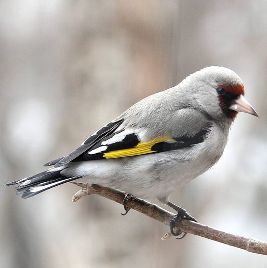 carduelis carduelis himalaya