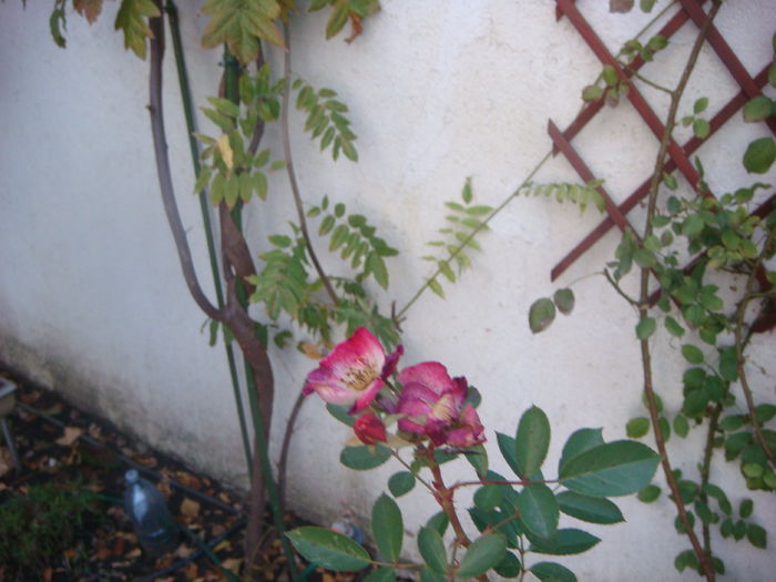 Bukavu 2014-10-29 (5)