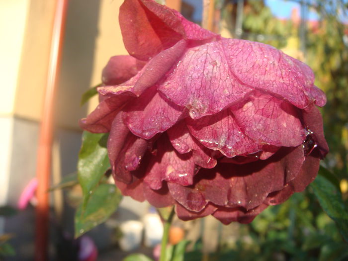 Burgundy Ice 2014.10.25