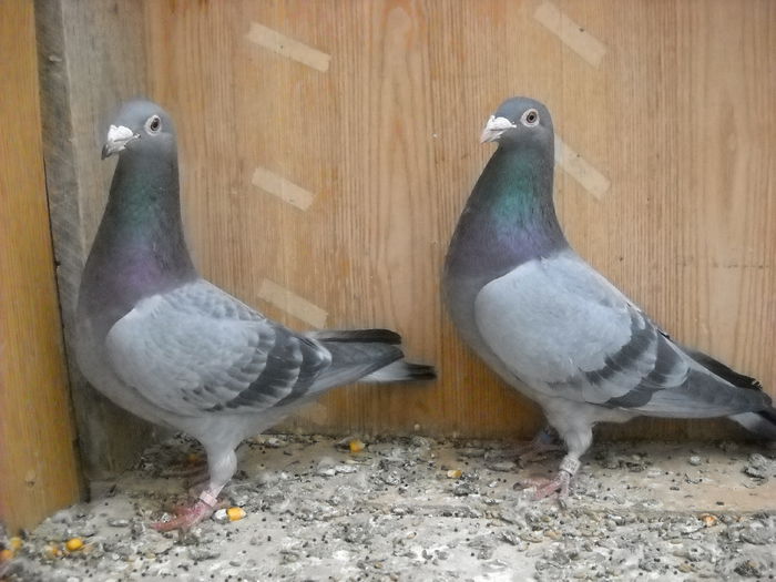 NR. - UNDEVA IN SUCEAVA arhiva