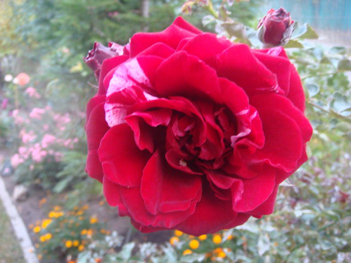 Deep Impression 2014-10-09 (3)