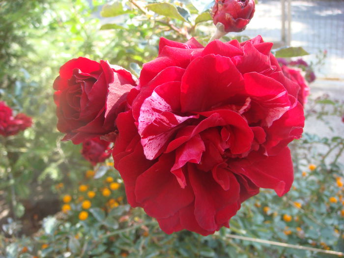 Deep Impression 2014-10-12